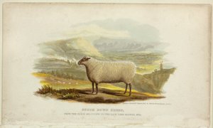 Southdownfår av George Baxter