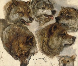 Studier av husky" huvuden av George Bouverie Goddard