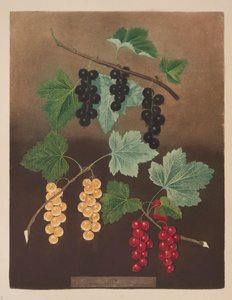 Vinbär: Svarta vinbär och stora holländska röda och vita vinbär (pl.5) från 
