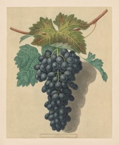 Pomona Britannica: nr 52 - Black Prince Grape, 1809.