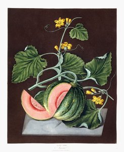 Pumpa, 1812