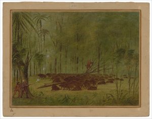 En kamp med peccaries - Caribbe av George Catlin