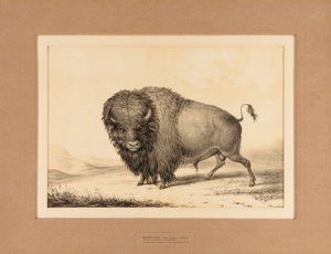 Buffalo Bull - nr 2 av George Catlin