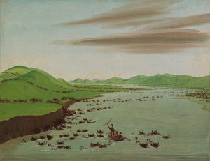 Buffelhjordar som korsar övre Missouri, 1832.