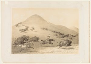 Buffalo Hunt, Chase - nr 6 av George Catlin