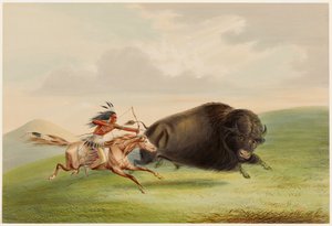 Bisonjakt, förföljelse av George Catlin
