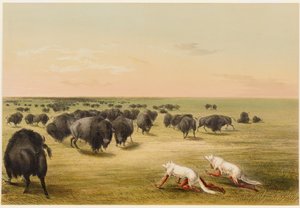 Bisonjakt under den vita vargens skinn av George Catlin