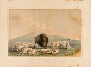 Buffeljakt, vita vargar attackerar en buffeltjur - nr 10 av George Catlin