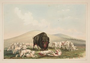 Buffeljakt, vita vargar som attackerar en buffeltjur, pl. 10 från North American Indian Portfolio av George Catlin