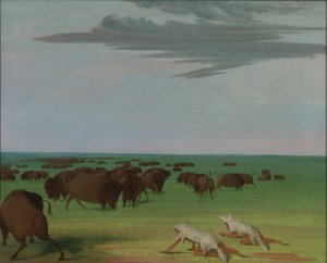Buffeljakt under vargskinnsmask av George Catlin