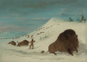 Buffalo Lancing in the Snow Drifts - Sioux, 18611869. av George Catlin