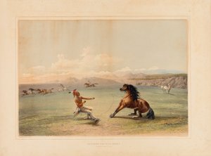 Att fånga den vilda hästen - nr. 4 av George Catlin