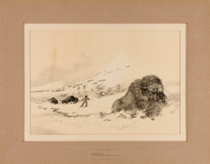 Döende Buffalo - nr 17 av George Catlin