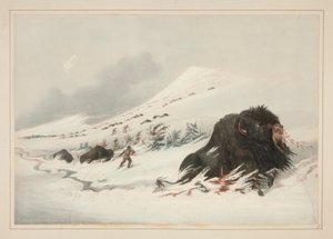 Döende buffeltjur, i Snow Drift, pl. 17 från North American Indian Portfolio av George Catlin