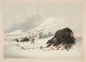 Döende bisonoxe i en snödriva, plansch 17 ur Portföljen över nordamerikanska indianer av George Catlin