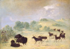 Älg och buffel gör bekantskap, Texas av George Catlin