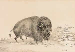 Svårt skadad buffel - nr 16 av George Catlin