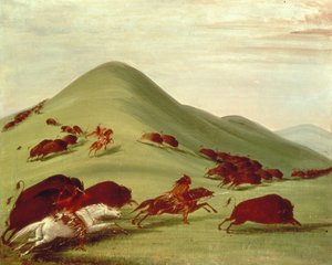 Buffeljakten