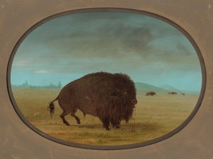 Sårad Buffalo Bull, 18611869. av George Catlin