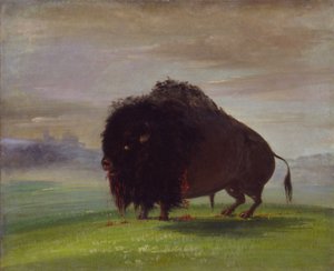 Skadad buffel som spiller sitt blod över prärien av George Catlin