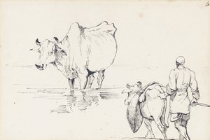 Studier av indiska boskap (penna och bläck på papper) av George Chinnery