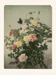 Rosor