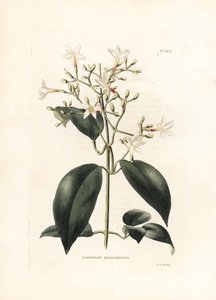 Jasmin (Jasminum paniculatum) - Litografi av George Cooke, för den brittiska tidskriften Conrad Loddiges Botanical Cabinet (1738-1826) av George Cooke
