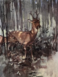Löjromen håller sig till skogsmarken (färg litho)