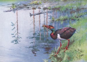 Svart stork (litografi) av George Edward Lodge