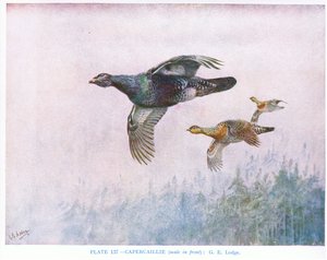 Tjädertupp (hanen längst fram), illustration från "British Birds" av Kirkman  Jourdain av George Edward Lodge