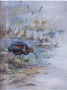 Glossy Ibis (lito)