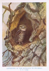 Little Owl vid boet, illustration från "British Birds" av Kirkman  Jourdain