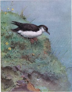 Manx Shearwater (litografi) av George Edward Lodge