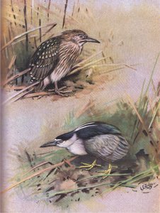 Nattskärra (litografi)
