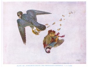 Pilgrimsfalk och rödbenad rapphöna, illustration från "British Birds" av Kirkman  Jourdain av George Edward Lodge