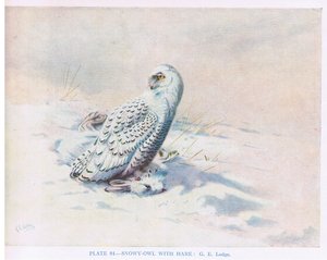 Snöuggla med hare, illustration från "British Birds" av Kirkman  Jourdain av George Edward Lodge