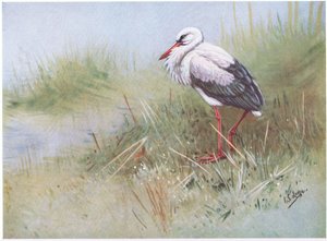 Vit stork (litografi) av George Edward Lodge