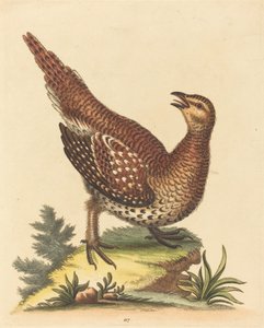 Brun spräcklig fågel. av George Edwards