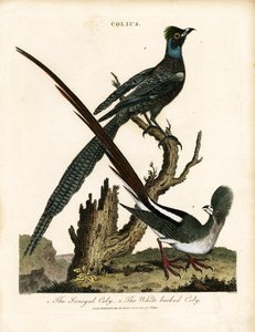 Glänsande starar (Colius)