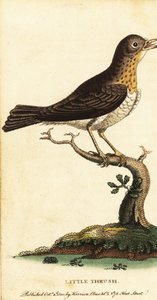 Liten trast, Turdus minor., 1800 (gravyr) av George Edwards