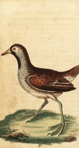 Sora, Porzana carolina. ,1800 (gravyr) av George Edwards
