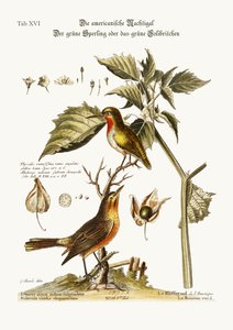 Den amerikanska näktergalen. Grönsparven eller grön kolibri, 1749-73