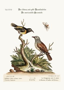 Den svarta och gula rankan. The American Hedge-Sparrow, 1749-73