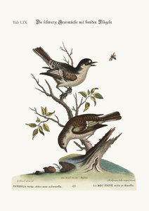 Kallfink med tupp. Hönan Cold Finch, 1749-73