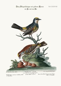 De guldkrönta flugsnapparna, tupp och höna, 1749-73
