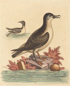 Sillgrisslan och lunnefågeln på Isle of Man, 1762. av George Edwards