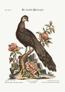 Påfågelfasan från Kina, 1749-73
