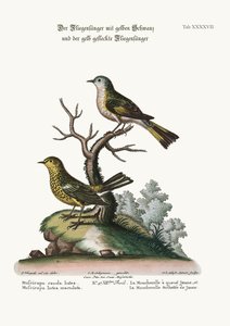 Den gulsvansade flugsnapparen och den fläckiga gula flugsnapparen, 1749-73