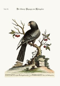 Den svarta papegojan från Madagaskar, 1749-73