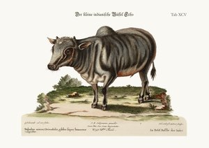 Den lilla indiska buffeln, 1749-73 av George Edwards